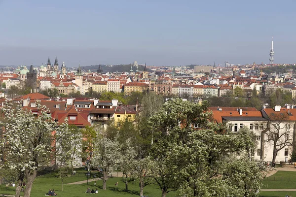 Doğa Çiçekli Ağaçlar Çek Cumhuriyeti Prag Şehir Bahar Yeşil Ile — Stok fotoğraf