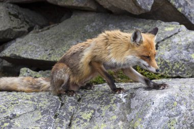 Fox Yüksek Tatras ücretsiz doğası