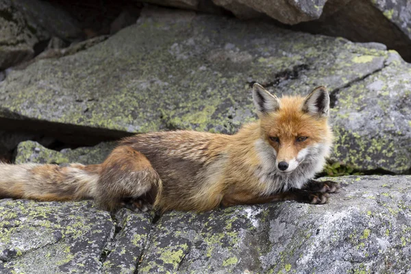 Fox Yüksek Tatras ücretsiz doğası