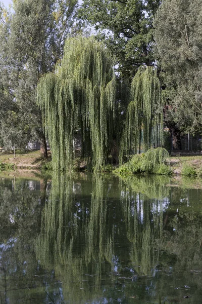 Największy Park Pradze Stromovka Royal Drzewo Republika Czeska — Zdjęcie stockowe