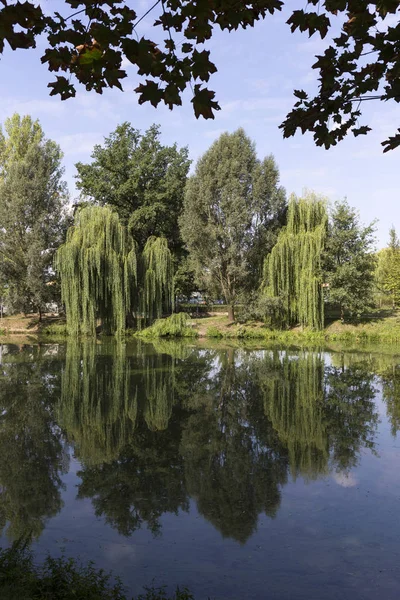 Parque Más Grande Praga Stromovka Árbol Real República Checa — Foto de Stock