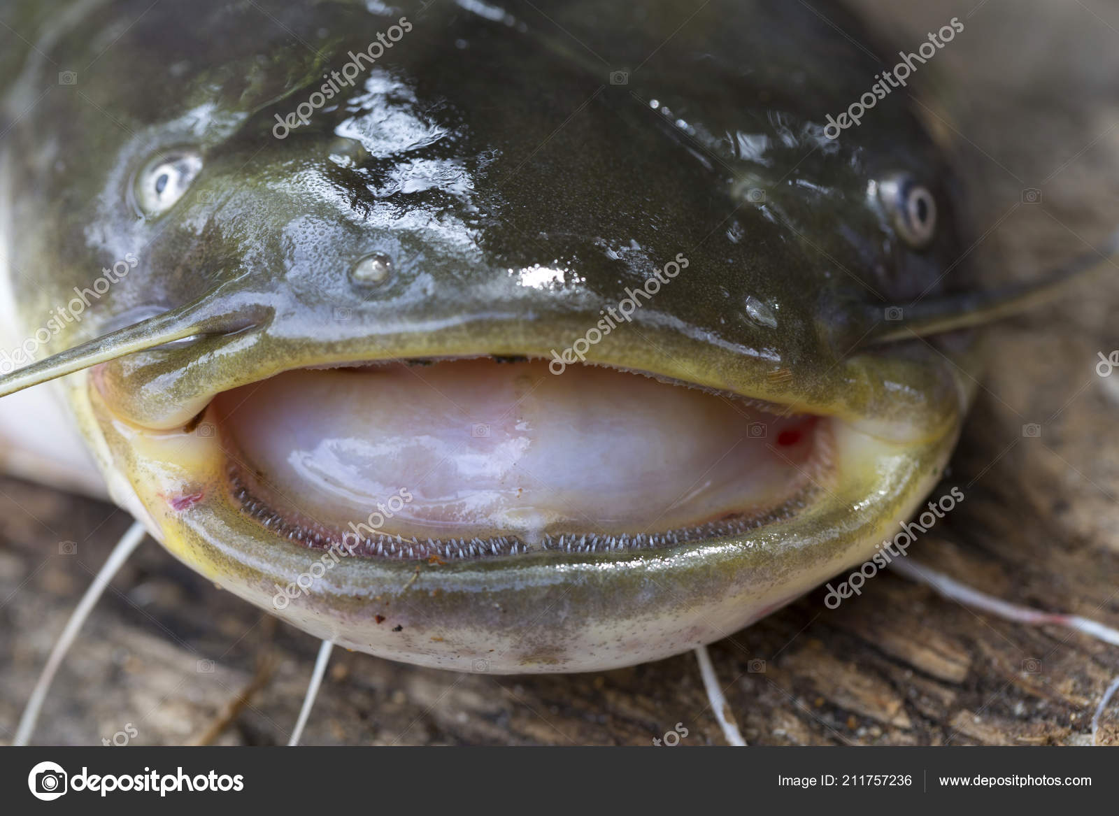 Wels Catfish Silurus Glanis Detail — Stock Photo © Cajano #211757236