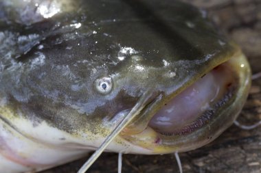 Wels yayın balığı Silurus glanis ayrıntılı