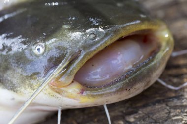 Wels yayın balığı Silurus glanis ayrıntılı