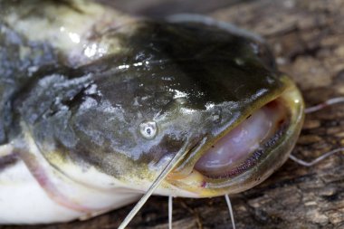 Wels yayın balığı Silurus glanis ayrıntılı