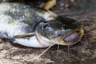 Wels yayın balığı Silurus glanis ayrıntılı