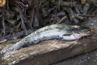 Wels yayın balığı Silurus glanis ayrıntılı