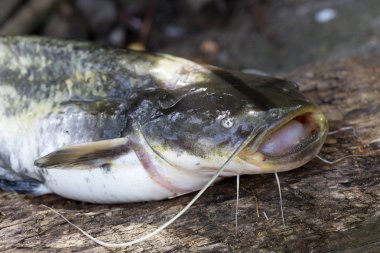 Wels yayın balığı Silurus glanis ayrıntılı
