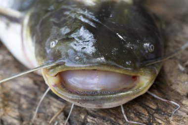 Wels yayın balığı Silurus glanis ayrıntılı