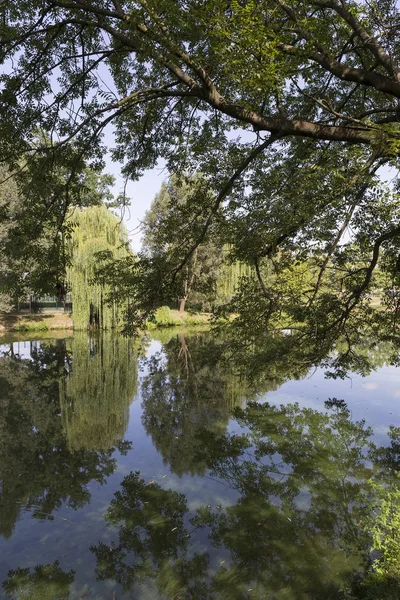 Parque Más Grande Praga Stromovka Árbol Real República Checa — Foto de Stock