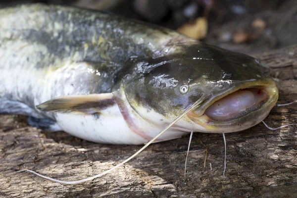 Wels Catfish Silurus Glanis Деталях — стоковое фото