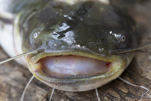 Wels Catfish Silurus Glanis Деталях — стоковое фото