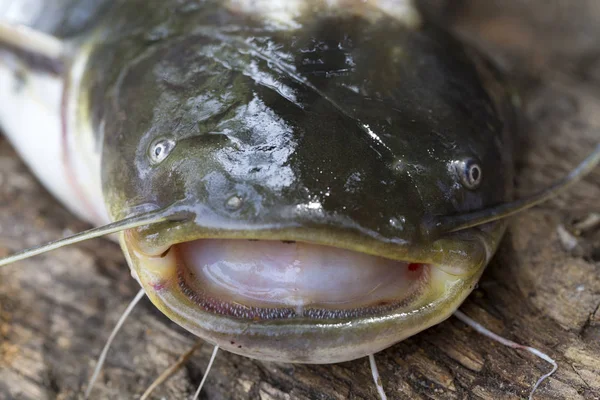 Wels Γατόψαρο Silurus Glanis Αναλυτικά — Φωτογραφία Αρχείου