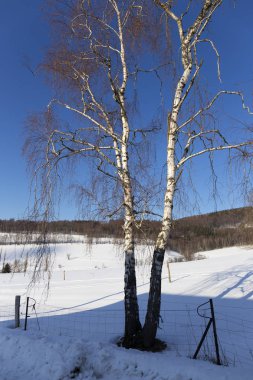 Karlı Kuzey Bohemya manzara, Jizerske Mountains, Çek Cumhuriyeti