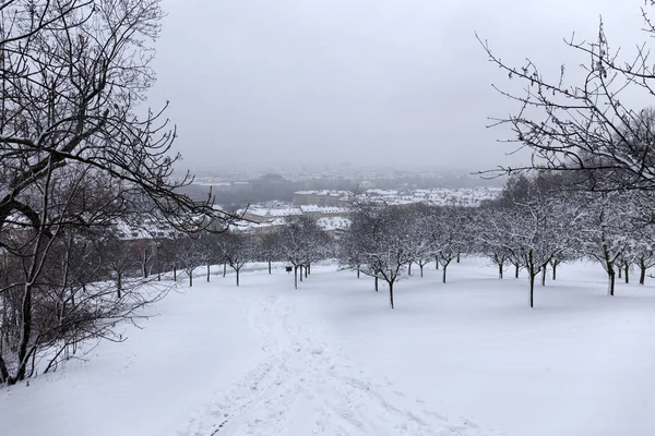Снежный Туманный Город Горы Петрин Чехия — стоковое фото