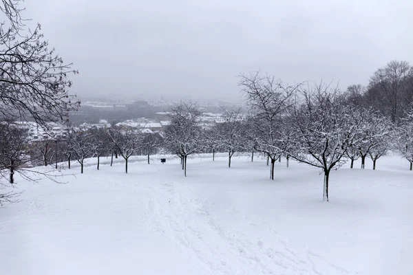 Снежный Туманный Город Горы Петрин Чехия — стоковое фото