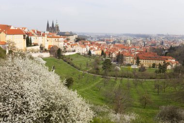 Gotik kale ve yeşil doğa ve çiçekli ağaçlar, Çek Cumhuriyeti ile erken bahar Prag şehri