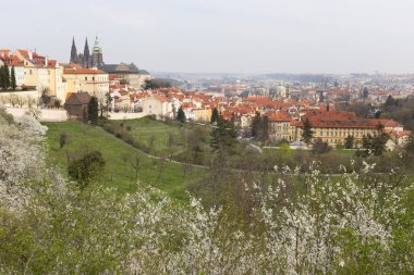 Gotik kale ve yeşil doğa ve çiçekli ağaçlar, Çek Cumhuriyeti ile erken bahar Prag şehri