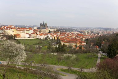 Gotik kale ve yeşil doğa ve çiçekli ağaçlar, Çek Cumhuriyeti ile erken bahar Prag şehri