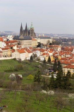 Gotik kale ve yeşil doğa ve çiçekli ağaçlar, Çek Cumhuriyeti ile erken bahar Prag şehri