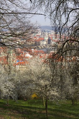 Erken bahar Prag şehir yeşil doğa ve çiçekli ağaçlar, Çek Cumhuriyeti