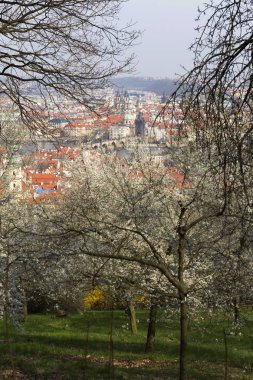 Erken bahar Prag şehir yeşil doğa ve çiçekli ağaçlar, Çek Cumhuriyeti