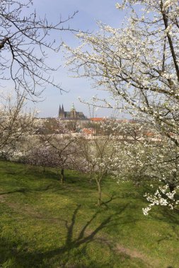 Gotik kale ve yeşil doğa ve çiçekli ağaçlar, Çek Cumhuriyeti ile erken bahar Prag şehri