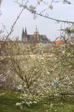 Gotik kale ve yeşil doğa ve çiçekli ağaçlar, Çek Cumhuriyeti ile erken bahar Prag şehri