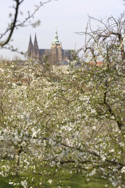 Gotik kale ve yeşil doğa ve çiçekli ağaçlar, Çek Cumhuriyeti ile erken bahar Prag şehri