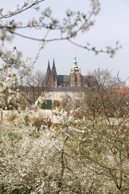 Gotik kale ve yeşil doğa ve çiçekli ağaçlar, Çek Cumhuriyeti ile erken bahar Prag şehri