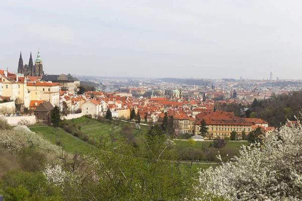 Early Spring Prague City Gothic Castle Green Nature Flowering Trees — Stock Photo, Image