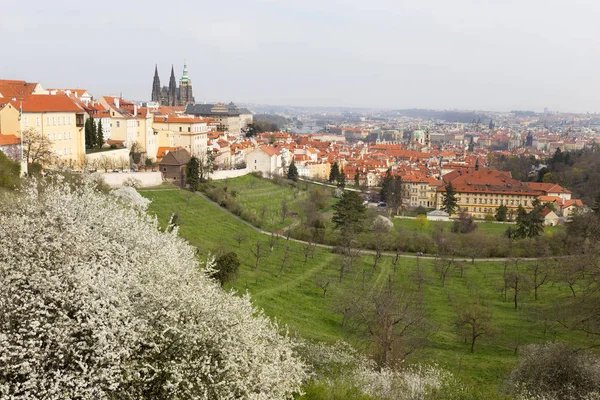 Early Spring Prague City Gothic Castle Green Nature Flowering Trees — Stock Photo, Image