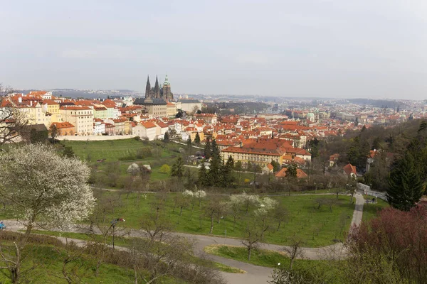 Early Spring Prague City Gothic Castle Green Nature Flowering Trees — Stock Photo, Image