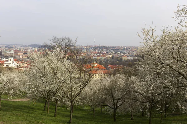 Рання Весна Прага Місто Зеленими Природою Квітучими Деревами Чеська Республіка — стокове фото