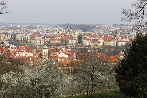 Wczesna Wiosna Prague City Zieloną Przyrodą Kwitnącymi Drzewami Republika Czeska — Zdjęcie stockowe