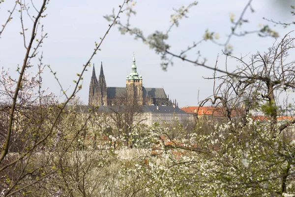 Počátek Jara Praha Město Gotickým Hradem Zelenou Přírodou Kvetoucími Stromy — Stock fotografie