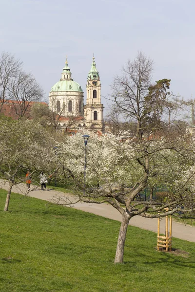 緑の自然と開花の木 チェコ共和国の早春プラハ市 — ストック写真