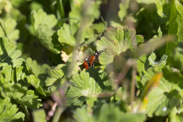 Rode Lieveheersbeestjes Verliefd Groene Natuur — Stockfoto