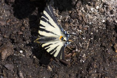 Kelebek Rezene Kırlangıç Kuyruğu (Papilio machaon) Doğada