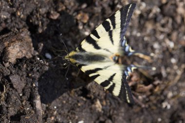 Kelebek Rezene Kırlangıç Kuyruğu (Papilio machaon) Doğada