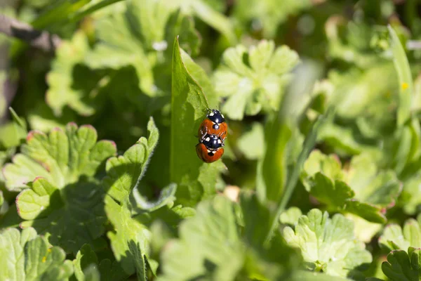 Red Ladybirds Love Green Nature — Stock Photo, Image