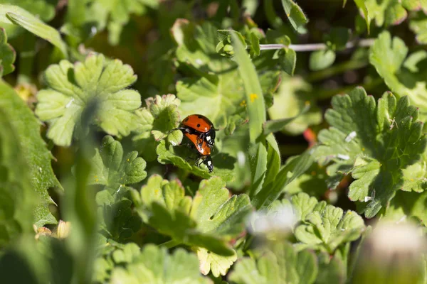 Red Ladybirds Love Green Nature — Stock Photo, Image