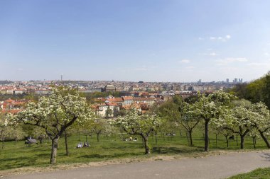 Yeşil Doğa ve çiçekli ağaçlar, Çek Cumhuriyeti ile Bahar Prag Şehir