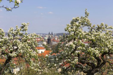 Yeşil Doğa ve çiçekli ağaçlar, Çek Cumhuriyeti ile Bahar Prag Şehir