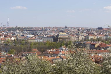 Yeşil Doğa ve çiçekli ağaçlar, Çek Cumhuriyeti ile Bahar Prag Şehir
