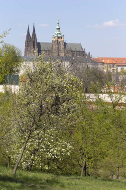 Bahar Prague City ile Gotik Kalesi ve yeşil doğa ve çiçekli ağaçlar, Çek Cumhuriyeti