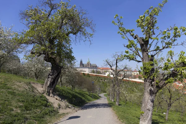 与哥特式城堡和绿色自然开花树木 捷克共和国布拉格春城 — 图库照片
