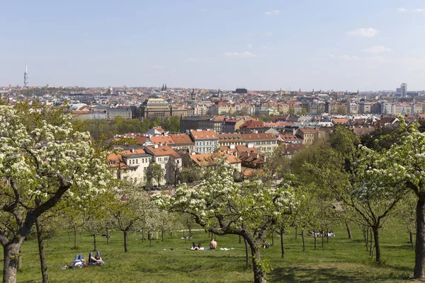 Yeşil Doğa Çiçekli Ağaçlar Çek Cumhuriyeti Ile Bahar Prag Şehir — Stok fotoğraf