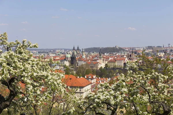 Весенний Город Зеленой Природой Цветущими Деревьями Чехия — стоковое фото