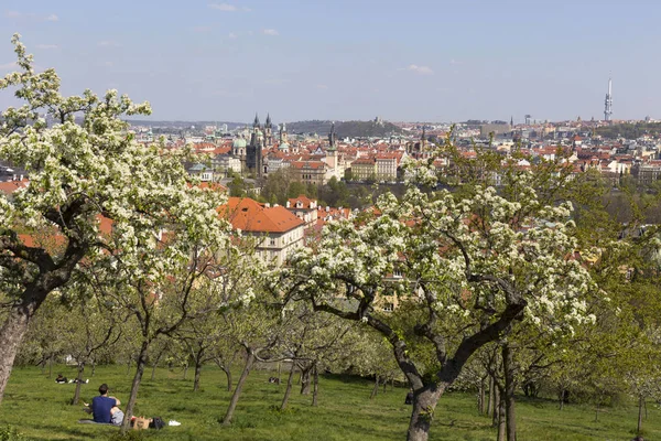 Spring Prague City with the green Nature and flowering Trees, Czech Republic